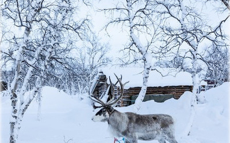 Tutustu poronhoitoon-Kilpisjärvi