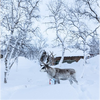 Tutustu poronhoitoon-Kilpisjärvi